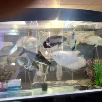 دو عدد اکواریوم تمیز با ماهی بزرگ. کامل.