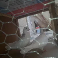 کبوتر پرشی