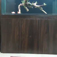 اکواریوم پمپ جیکودماهی گلدفیش رنچووارداتی تاپ گرید