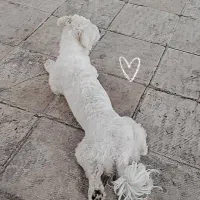 سگ گمشده مژدگانی ۲۰|حیوانات|تهران, خزانه|دیوار