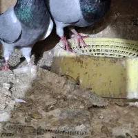 کبوتر سوری|پرنده|شوشتر, |دیوار