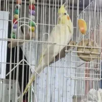 عروس هلندی ۴ عدد|پرنده|تهران, اتابک|دیوار