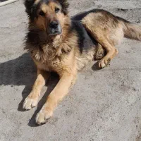 سگ نگهبان وگله ای