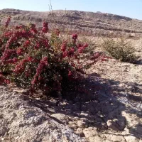 باغ زرشک نهال ۵ ساله همراه ۵ساعت|فروش زمین و ملک کلنگی|قائن, |دیوار