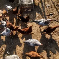 ۲۵ عدد خروس و ۱۰ عدد مرغ