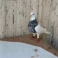 یک جفت طوقی درجه یک