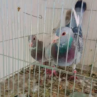 نر بدرنگ  پلنگ|پرنده|لاله زار, |دیوار