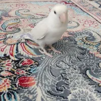 طوطی برزیلی نر نیمه دستی