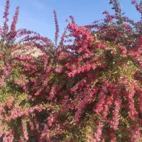 مرکز فروش نهال زرشک پفکی وعناب|خدمات باغبانی و درختکاری|سده (خراسان جنوبی), |دیوار