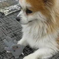 سگ پامر|سگ|مشهد, چهاربرج|دیوار