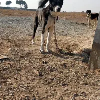 سلام خدمت عزیزان سگ نگه بان