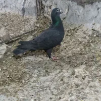 ماده سیاه کرمونی