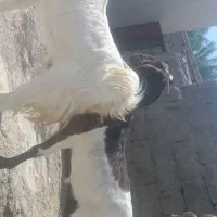 فروش دو تا گوسفند خوب واسه مالی داری