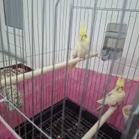 طوطی عروس|پرنده|ابهر, |دیوار