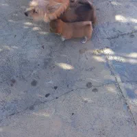 سگ شیتزو شناسنامه دار