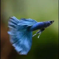 ماهی اکواریوم (هشت بنگله)