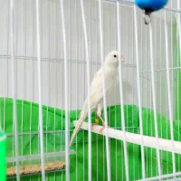 سهره ۴ گل و قناری مست شلاقی زنگی|پرنده|مشهد, کوی دروی|دیوار