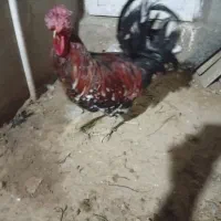 خروس|حیوانات مزرعه|آبپخش, |دیوار