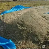 کاه ماش چُرام فقط نقد