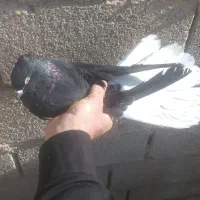 کبوتر|پرنده|بهبهان, |دیوار