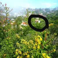 اجاره ی سالانه ویلای ییلاقی رامسر