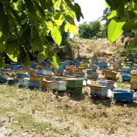 فروش کندو زنبور عسل معاوضه باماشین اکستراکتور برقی