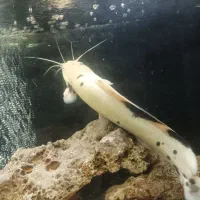 دو عدد کت آفریقایی