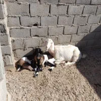 بز دورگ دوقلودار|حیوانات مزرعه|طبس, |دیوار