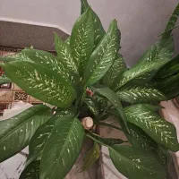 گیاه اپارتمانی