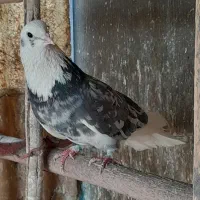 کبوتر...کفتر|پرنده|تهران, دولاب|دیوار