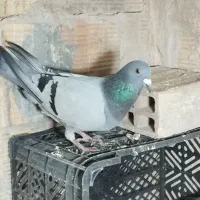 کبوتر های سالم|پرنده|تبریز, |دیوار