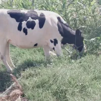 پراپ فروشی|حیوانات مزرعه|ایرانشهر, |دیوار