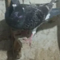 کبوتر