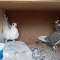 کفتر خوب|پرنده|یزد, |دیوار