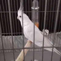 عروس هلندی|پرنده|کوهدشت, |دیوار