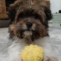 واگذاری سگ شیتزو کراس