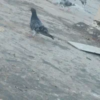 یک نر و ماده