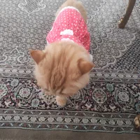 واگذاری گربه پرشین ماده|گربه|رامسر, |دیوار