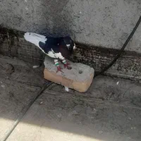 گمشده