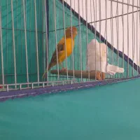 فروش قناری یا معاوضه با سهره نر