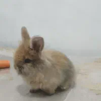 خرگوش|موش و خرگوش|تهران, آذری|دیوار