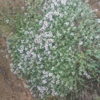 کارت ملی مهماندوست