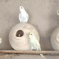 مرغ عشق رنگ خاص