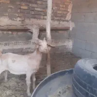 کره نر