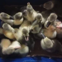 جوجه قو غاز وقوغاز چاق چله