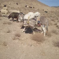 الاغ فروشی