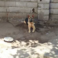 جفت گیری ژرمن  ماده