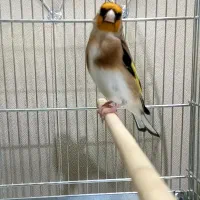 دو عدد سره تازه صاف بخون