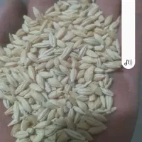 جو آبی رقم سیبی