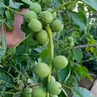 نهال گردو رشد سریع و باردهی فوق‌العاده